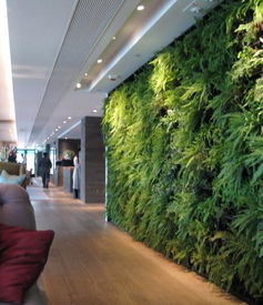 垂直绿化墙的建造与维护