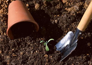 容器园艺中的土壤配方