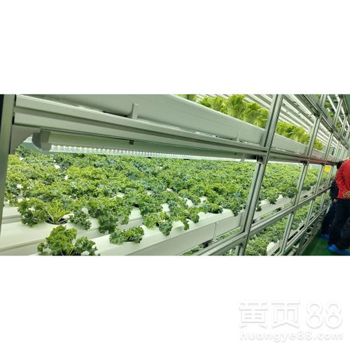 商业水培温室：未来农业的盈利焦点
