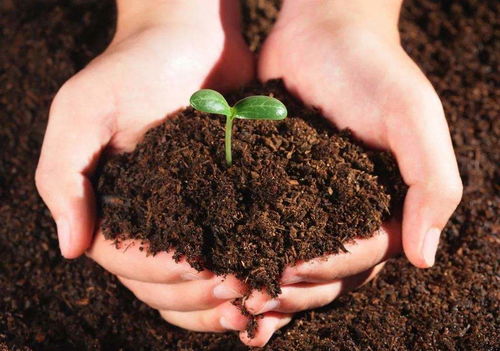 土壤酸碱度对植物生长的影响