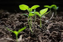 生物有机肥料在土壤管理中的应用