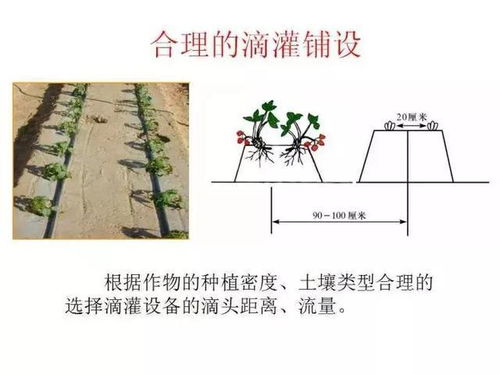 植物水肥一体化技术实践
