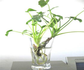 水培植物营养液的使用方法和注意事项