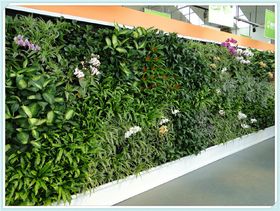 垂直绿化墙常用植物